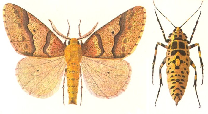 Бабочки пяденицы-обдирало, самец (слева) и самка (справа).jpg