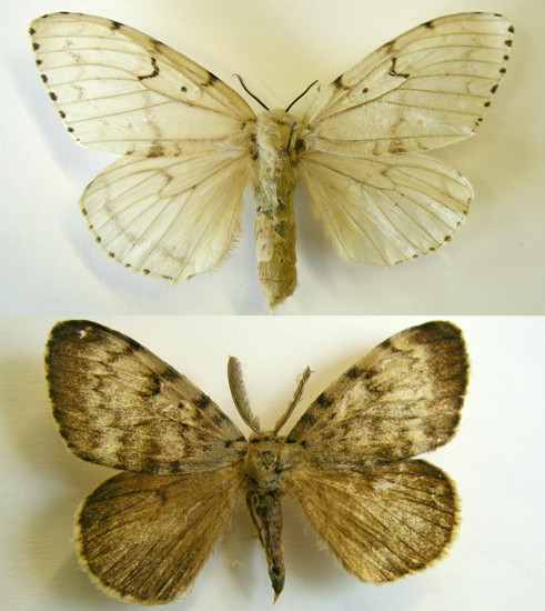 Шелкопряд непарный Самка (вверху) и самец (внизу) (относительные размеры самца и самки не соблюдены).jpg