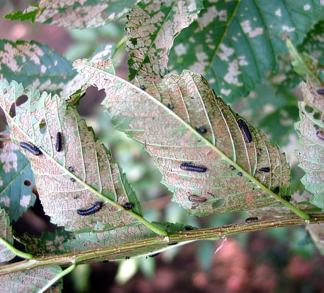 Личинки ильмового листоеда.jpg