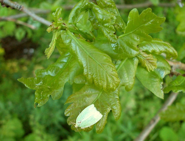 Листовертка дубовая зеленая Бабочка зеленой дубовой листовертки, сидящая на отросшей после объедания листве.jpg