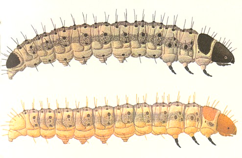 Листовертка лиственничная серая Гусеницы серой лиственничной листовертки.jpg