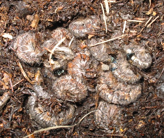 Зимующие в подстилке гусеницы сибирского шелкопряда.jpg