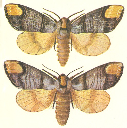 Лунка серебристая Бабочка лунки серебристой, самец (вверху) и самка (внизу).jpg