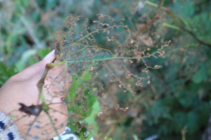 Скелетирование листьев клена златкой ивовой минирующей.jpeg