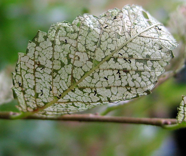 объеденные листья. фигурное объедание листьев насекомыми. насекомое пчела листорез. кладоспориоз перца. клён остролистный.