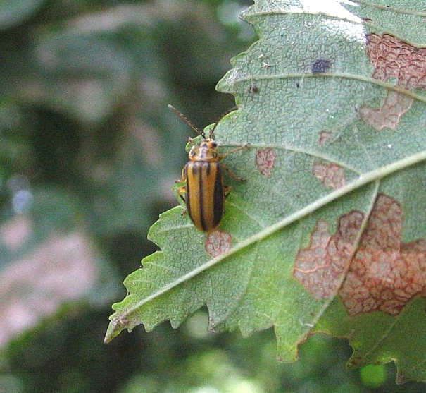 Ильмовый листоед Xanthogaleruca luteola (Muell., 1776) (Chrysomelidae) - фото К.В.Макарова