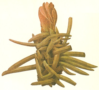 Листовертка лиственничная серая Кокон из еловой хвои (с экзувием куколки).jpg