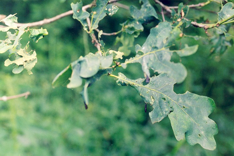 Листовертка дубовая зеленая Объедание листьев дуба.jpg