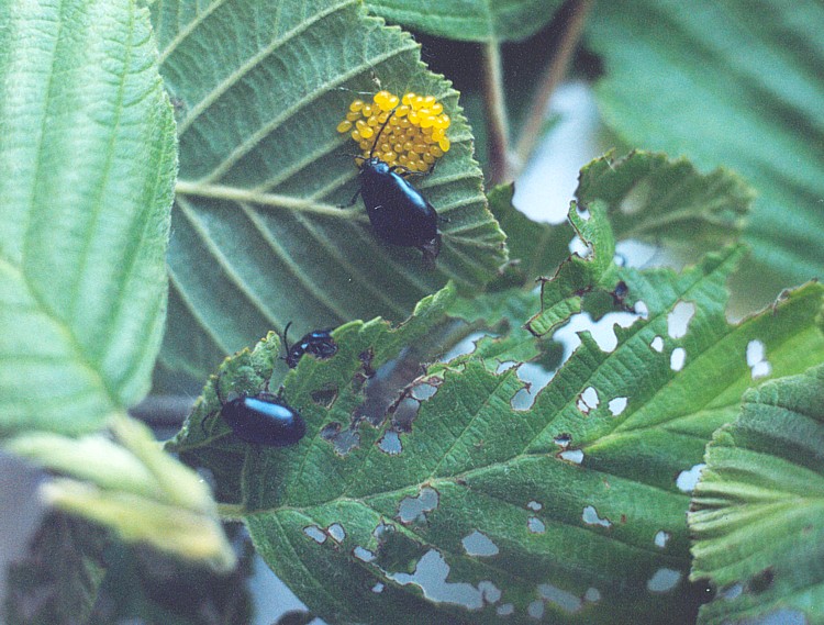 Жуки и яйцекладка ольхового листоеда, на листьях- результат объедания жуками.jpg