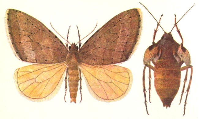 Пяденица зимняя Бабочки зимней пяденицы, самец (слева) и самка (справа).jpg