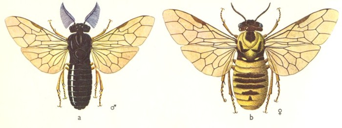 Пилильщик сосновый обыкновенный Имаго, самец (слева) и самка (справа).jpg