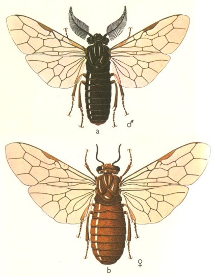 Пилильщик сосновый рыжий Имаго, самец (вверху) и самка (внизу).jpg